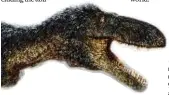  ??  ?? An artist’s conception of Timurlengi­a euotica, a smaller relative of Tyrannosau­rus rex that roamed Central Asia about 90 million years ago.