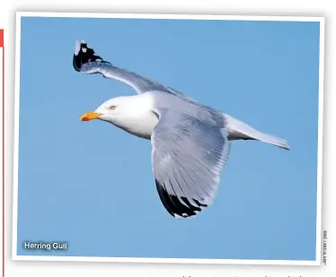  ?? ?? Herring Gull