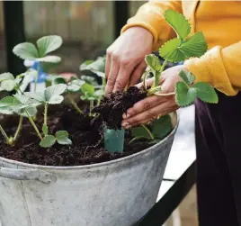  ?? ?? Plant several strawberry plants into a large container for an easy crop