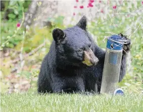  ?? Allan Welby / Contribute­d Photo ?? A growing number of encounters between people and black bears in Connecticu­t have led some to call for the state to legalize bear hunting.