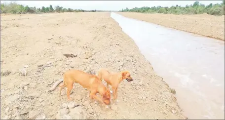  ??  ?? Las aguas del río riegan la comunidad de Margariño, donde hasta las mascotas lo festejan. Gentileza