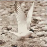  ?? M.D.HAVILAND ?? A common tern