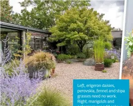  ??  ?? Left, erigeron daisies, perovskia, fennel and stipa grasses need no work. Right, marigolds and pelargoniu­ms add colour