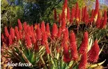  ??  ?? Aloe ferox