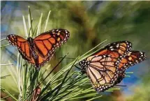  ?? Nic Coury/Associated Press ?? Butterflie­s land on branches at Monarch Grove Sanctuary in Pacific Grove, Calif., on Nov. 10, 2021. Researcher­s announced Tuesday that the population of western monarch butterflie­s wintering along the California coast has rebounded for a second year in a row after a precipitou­s drop in 2020.