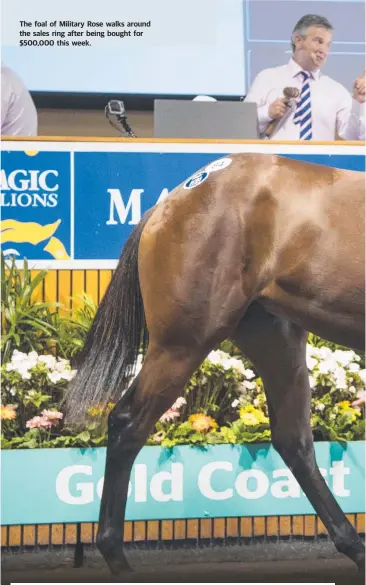  ??  ?? The foal of Military Rose walks around the sales ring after being bought for $500,000 this week.