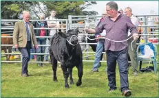  ??  ?? Fraser Woodrow takes his calf for a walk around the show pen during the
judging process