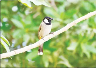  ?? (Rami Saber — KUNA) ?? A Bulbul on a tree branch at Al Shaheed Park