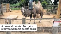  ?? ?? A camel at London Zoo gets ready to welcome guests again