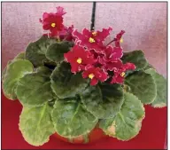  ??  ?? African violets root readily from their leaves, and the resulting new plant is like the parent, unlike those grown from seeds. (Special to the Democrat-Gazette)