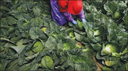  ?? ?? Farmworker Elias Solis, of Mexicali, Mexico, picks cabbage before dawn March 6, 2018, in a field outside of Calexico, Calif., in California’s Imperial Valley. Should water no longer be delivered to the Imperial Valley, its vegetable-, fruit- and feed-producing fields would dry up. “There’s already a rent crisis, a housing crisis. You know, wait till the food crisis,” said Ben Abatti III, a 28-year-old farmer in the valley.