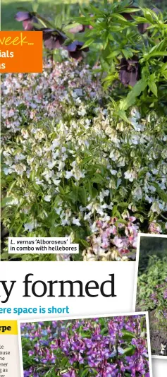  ??  ?? L. vernus ‘Alboroseus’ in combo with hellebores