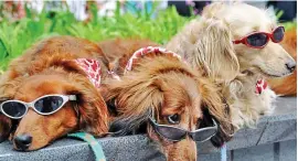  ??  ?? Taking it easy: But these dogs are not replenishi­ng their vitamin D, just enjoying the sunshine