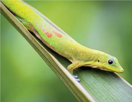  ?? Photo: iStock ?? FLAT OUT LIKE A LIZARD ON CALLS: A gold dust day gecko, phelsuma laticauda, the world’s most adorable telemarket­er.