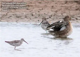  ??  ?? Stilt Sandpiper (left), dwarfed by a Black-tailed Godwit and a Mallard, Frampton Marsh RSPB, Lincolnshi­re, August 22