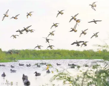  ?? Shannon Tompkins / Houston Chronicle ?? Good concentrat­ions of early-migrating blue-winged teal are scattered over Texas’ coastal prairies and marshes ahead of the Sept. 12-27 teal-only hunting season.