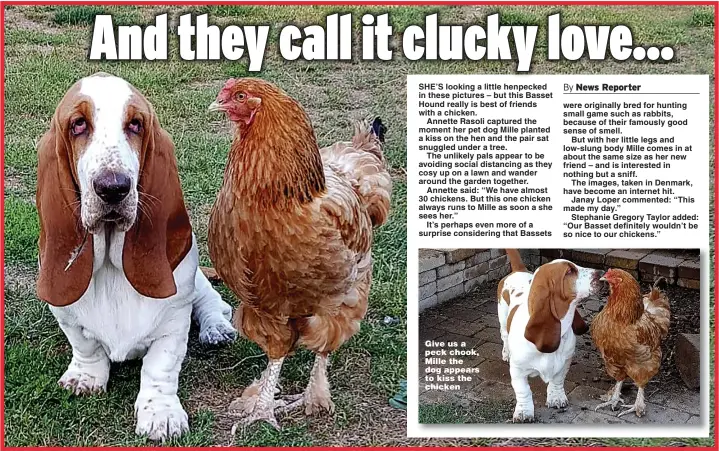  ?? Pictures: TRIANGLE ?? Give us a peck chook, Mille the dog appears to kiss the chicken