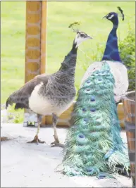  ??  ?? The peacocks, are Frank and Liz, named for the owners of the estate that became Harrybrook­e.
