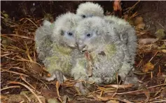  ??  ?? Photo shows three kakapo chicks on their nest on Codfish Island, also known as Whenua Hou. — AFP photos