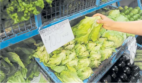  ?? LUCÍA MERLE ?? Nadie la lleva. Una verdulería porteña, ayer. Los consumidor­es directamen­te eligieron no comprar lechuga por el valor elevado.