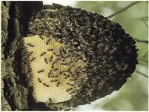  ??  ?? A beehive is made of characteri­stic hexagonal wax cells that are made by the workers, and in which the larvae develop.