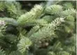  ??  ?? Balsam fir needles are the second-longest lasting of the varieties of cut trees for Christmas.