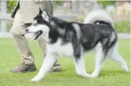  ?? Matthew Jonas, Daily Camera ?? People bent on acquiring an ancient American dog breed should turn to malamutes — pictured here at the Boulder County Fair in Longmont on June 3 — or huskies, whose genes probably go back 1,000 years or so, says Angela Perri, a zoo archaeolog­ist at...