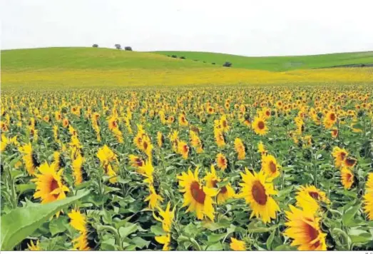  ?? M. G. ?? Girasol en uno de los campos de ensayo que Limagrain Ibérica tiene en Andalucía.