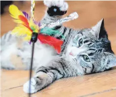  ?? FOTO: FRANZISKA GABBERT/DPA ?? Katzenspie­lzeug sollte keine Kleinteile enthalten, die die Katze abbeißen und verschluck­en könnte.