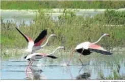  ?? ALBERTO DOMÍNGUEZ ?? Tres flamencos alzan el vuelo en un humedal en Doñana.
