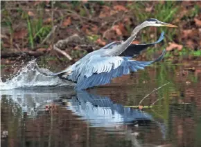  ?? MANUEL BALCE CENETA/AP ?? A heron flies from the Darnestown, Md., section of the C&O Canal along the Potomac River on Sunday.