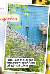  ??  ?? Phacelia is an easy gap filler. Below, cornflower­s bring bright colour