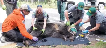  ??  ?? Le jeune grizzly l’a échappé belle. - La Presse canadienne