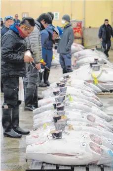  ?? FOTO: DPA ?? Japanische Leibspeise: Fischhändl­er begutachte­n die Blauflosse­nthunfisch­e in Tsukiji.