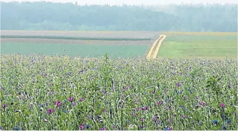  ?? FOTOS: SIMONE HAEFELE ?? Mystische Alb: Im Vordergrun­d blühen herrliche Wiesenblum­en, im Hintergrun­d liegen Nebelschwa­den überm Wald.