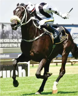  ?? Photo: JC Photograph­ics ?? CONTENDER. Youcanthur­rylove will be hoping for SA Triple Crown glory when he runs in the R1-million Gauteng Guineas (Grade 2) over 1600m at Turffontei­n on Saturday.