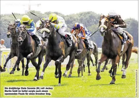  ??  ?? Die dreijährig­e Stute Saxonia (M.) mit Jockey Martin Seidl im Sattel sorgte nach einem spannenden Finale für einen Dresdner Sieg.