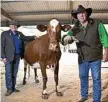  ?? Photo: Kevin Farmer ?? Preparing for the show are dairy cattle chairman Wayne Bradshaw (left) and beef cattle chairman Cameron Collins with an Illawarra owned by MJ and GJ Henry.