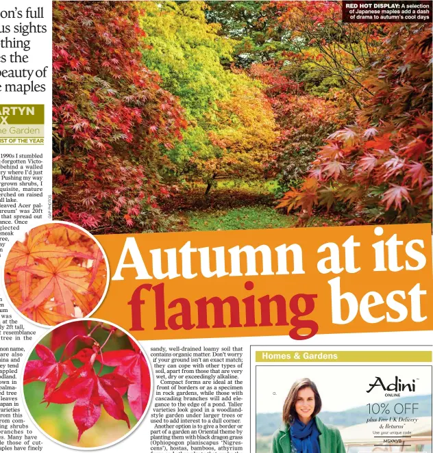  ??  ?? JUST ACE: Some leaves fade to orange, top, but for scarlet, it is impossible to beat Osakazuki, above RED HOT DISPLAY: A selection of Japanese maples add a dash of drama to autumn’s cool days