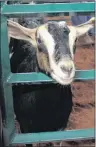  ?? ALISON JENKINS/ THE GUARDIAN ?? A Nubian goat looks out from her temporary pen at the farm animal care workshop on Nov. 22. The Federation of Agricultur­e and the province organized the workshop.