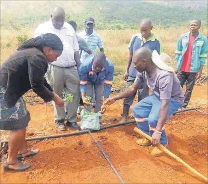  ??  ?? Schweppes Holding Africa trains small-scale farmers in Zimbabwe, with the support of the Southern Africa Trust. Photo: Supplied