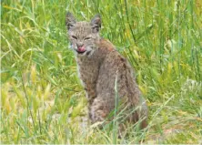  ?? Troy Pittock ?? On the San Mateo County coast, this bobcat surprised Troy Pittock, who reacted quickly, capturing the cat in mid-snarl.