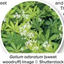  ?? ?? Galium odoratum (sweet woodruff) Image © Shuttersto­ck