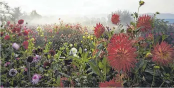  ?? FOTO: HARI PULKO ?? An trüben Tagen bilden die kräftigen Farben der Dahlien einen spannenden Kontrast zur Umgebung.