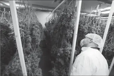  ?? TRIBUNE NEWS SERVICE ?? An employee looks at marijuana plants in a drying room.