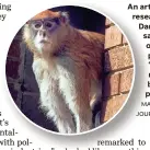 ??  ?? An article by researcher­s at Dartmouth College says the furry orange protagonis­t of “The Lorax” might have been based on the patas monkey. MARK HERTZBERG/THE