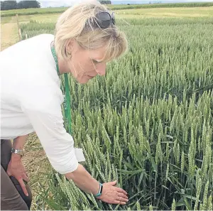  ?? Picture: Ewan Pate. ?? Professor Fiona Burnett, of SRUC, checking a plot of Siskin wheat for signs of septoria.