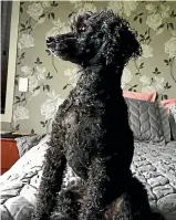  ?? KIRSTEN GERAGHTY ?? Mitzi the teacup poodle had an unpleasant experience with a cyclist on New Plymouth’s Coastal Walkway.