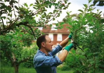  ??  ?? Clockwise from below Alex Preston tending apple trees in his orchard; it’s early days, but the garden is beginning to take shape; a colourful mixed border is one of Preston’s successes during his first year in Kent