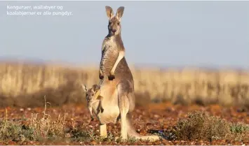  ??  ?? Kenguruer, wallabyer og koalabjørn­er er alle pungdyr.